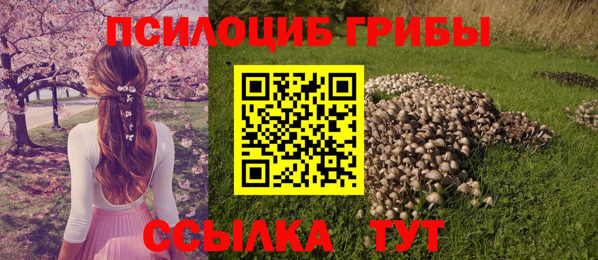 Чита  Галлюциногенные грибы Psilocybe  Галлюциногенные грибы Psilocybe  Вход с VPN 